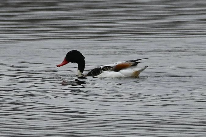 ohar  - Mariusz Godlewski