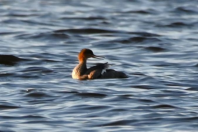 szlachar  - Mariusz Godlewski