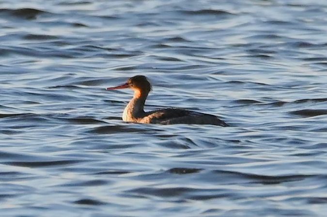 Harle huppé  - Mariusz Godlewski