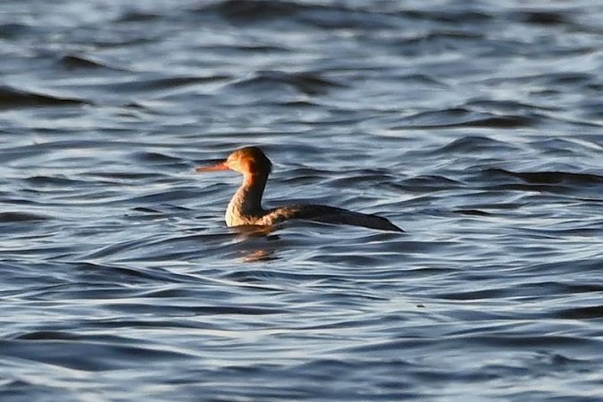 szlachar  - Mariusz Godlewski