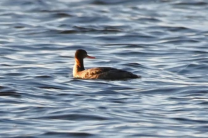 Harle huppé  - Mariusz Godlewski