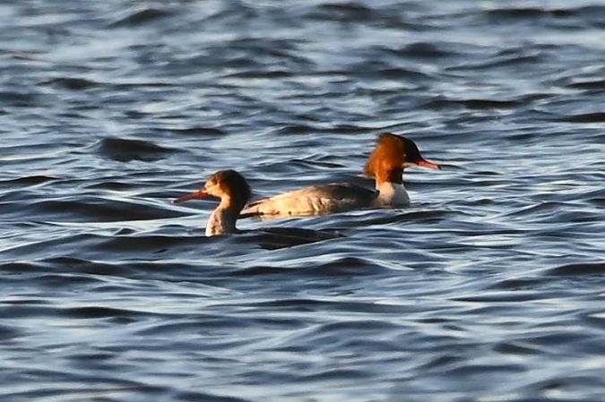 szlachar  - Mariusz Godlewski