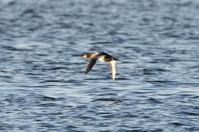 szlachar  - Mariusz Godlewski