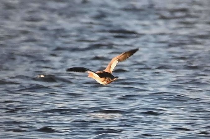 szlachar  - Mariusz Godlewski