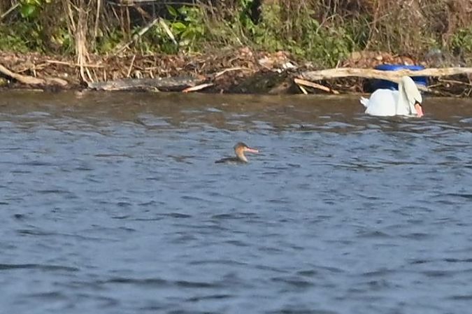 szlachar  - Mariusz Godlewski