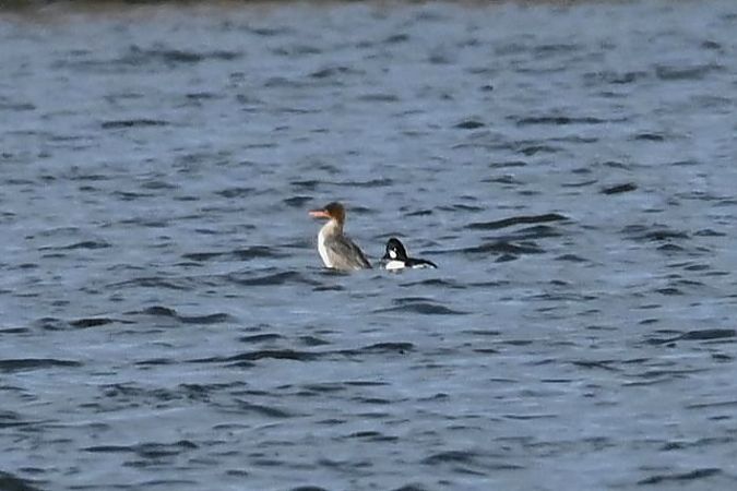 szlachar  - Mariusz Godlewski