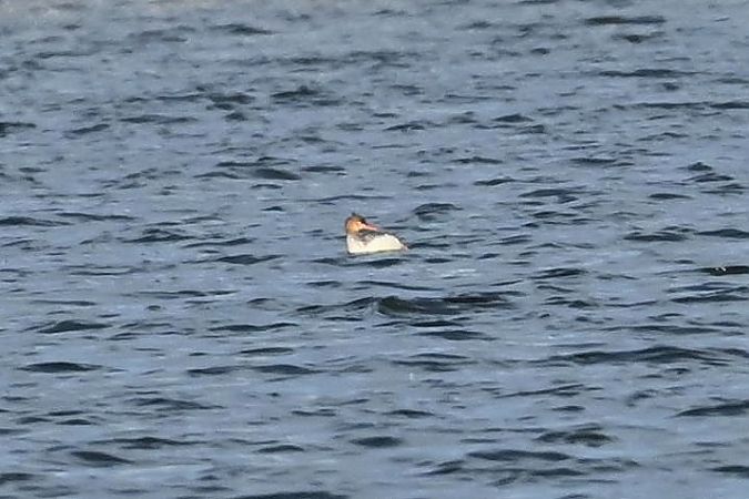 szlachar  - Mariusz Godlewski