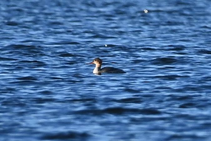 szlachar  - Mariusz Godlewski