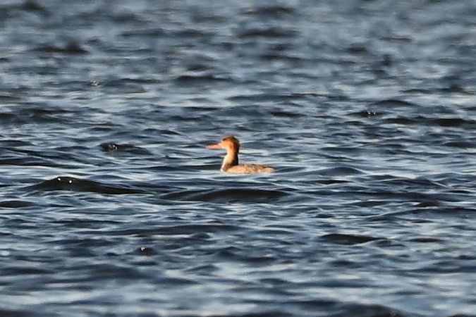 szlachar  - Mariusz Godlewski