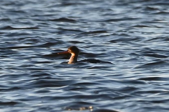 szlachar  - Mariusz Godlewski