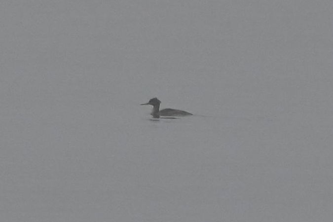 szlachar  - Mariusz Godlewski