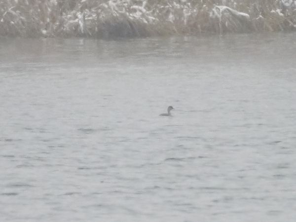 perkoz rogaty  - Rafał Piernikarczyk