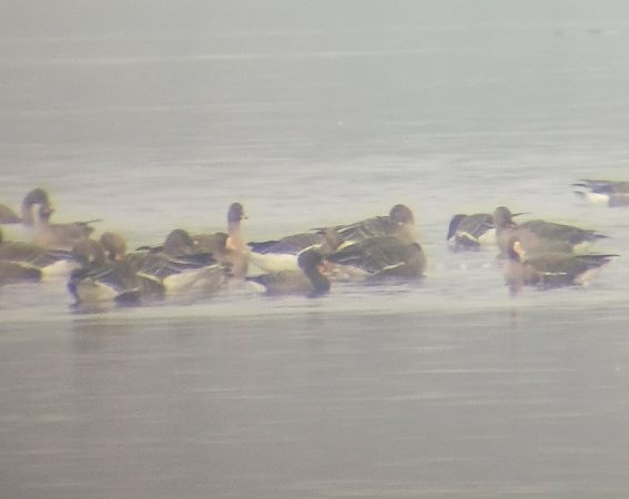 bernikla obrożna  - Maciej Niedzielski