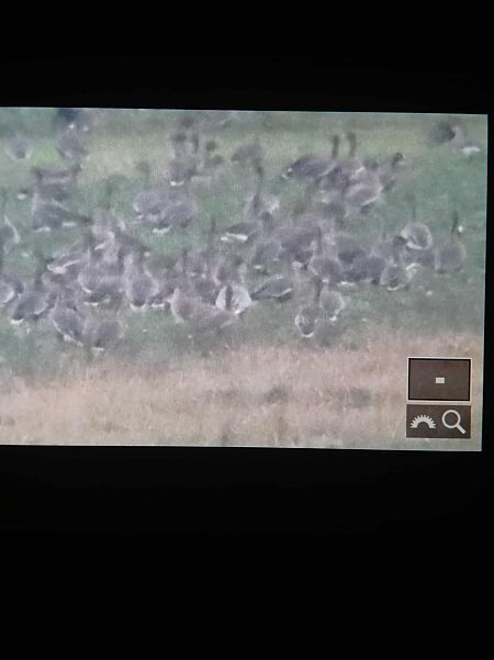 gęś krótkodzioba  - Bartłomiej Łukaszewicz