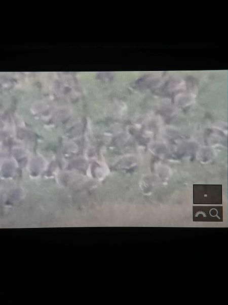 Kurzschnabelgans  - Bartłomiej Łukaszewicz