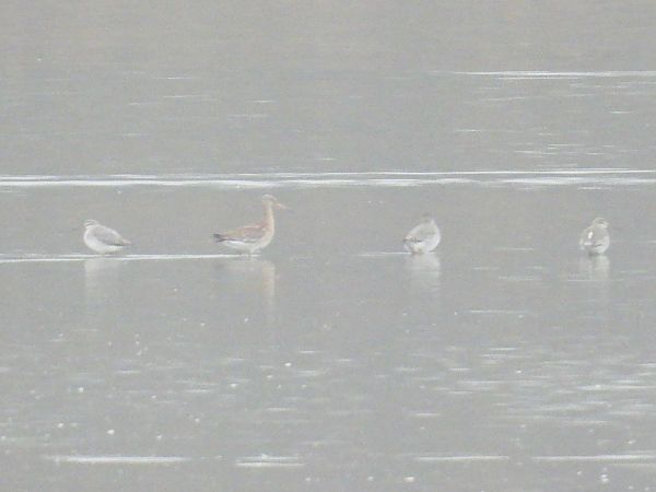 rycyk  - Kacper Mikulski