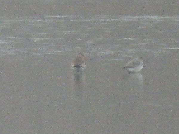 Barge à queue noire  - Kacper Mikulski