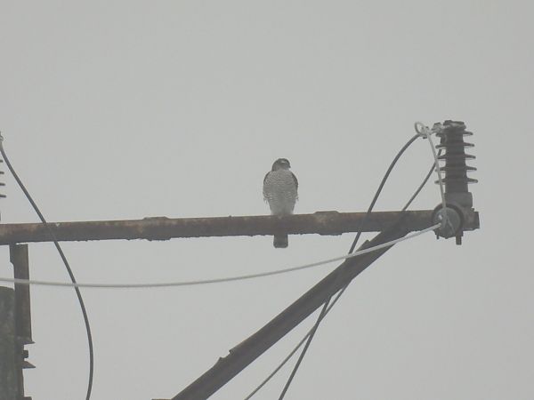 krogulec  - Kacper Mikulski