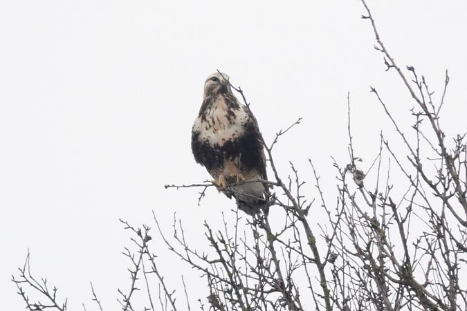 myszołów włochaty  - Mateusz Gutowski