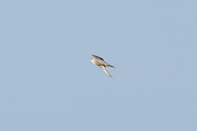 sokół wędrowny (ssp. peregrinus / calidus)  - Mateusz Gutowski