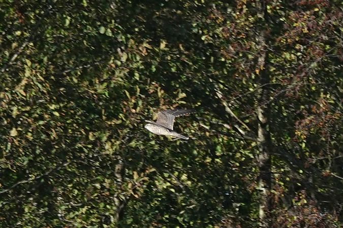 sokół wędrowny (ssp. peregrinus / calidus)  - Mateusz Gutowski