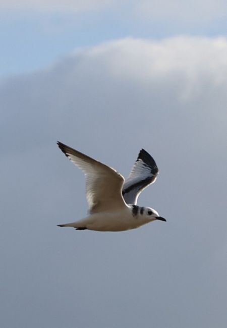 mewa trójpalczasta  - Przemysław Kopacz