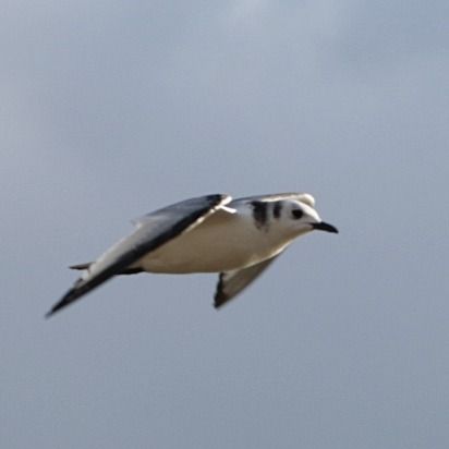 Mouette tridactyle  - Przemysław Kopacz