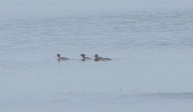 szlachar  - Przemysław Kopacz