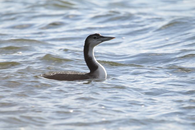 lodowiec  - Przemysław Kopacz