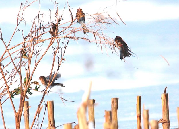 rzepołuch  - Przemysław Kopacz