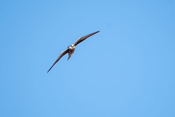 kobczyk  - Michał Fibik