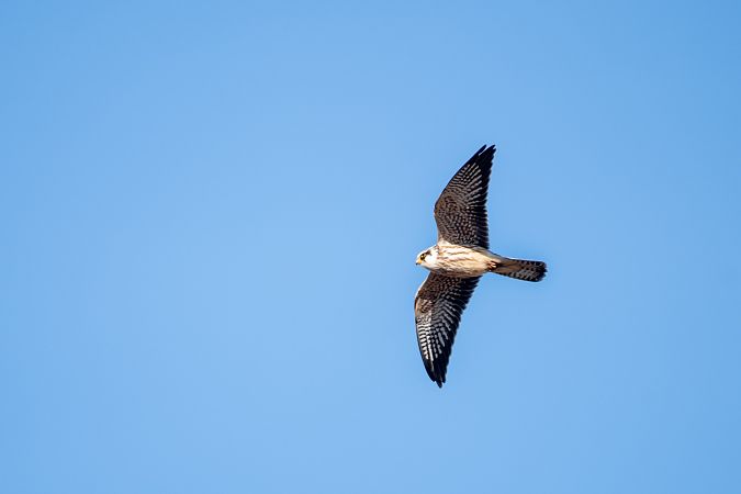 kobczyk  - Michał Fibik