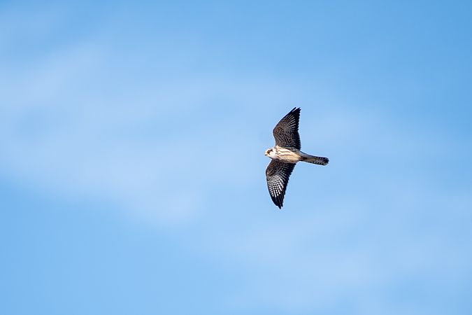 kobczyk  - Michał Fibik