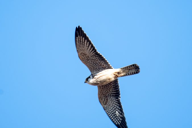 kobczyk  - Michał Fibik