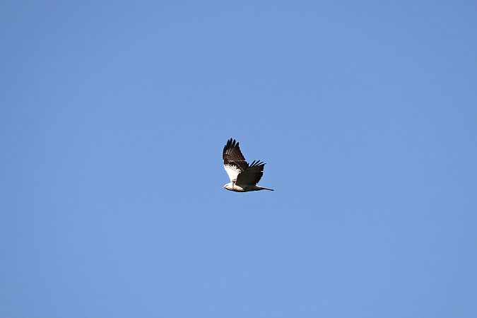 myszołów  - Zenon Niziołek