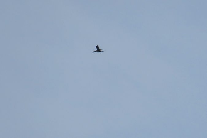 Cormoran pygmée  - Zenon Niziołek