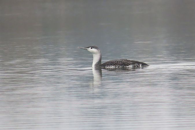 nur rdzawoszyi  - Zenon Niziołek