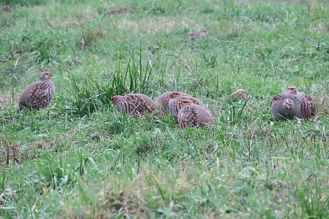 Rebhuhn  - Zenon Niziołek