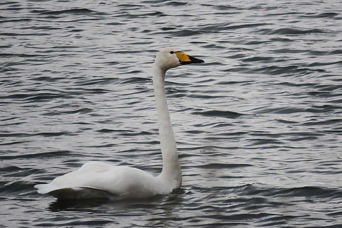 łabędź krzykliwy  - Zenon Niziołek