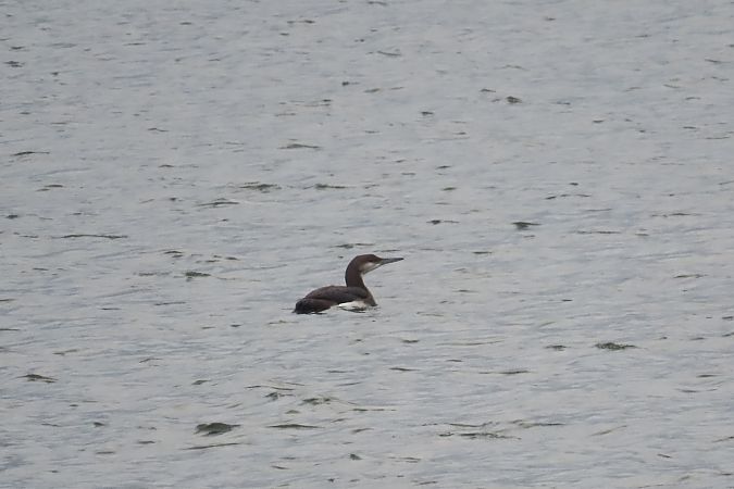 Prachttaucher  - Zenon Niziołek