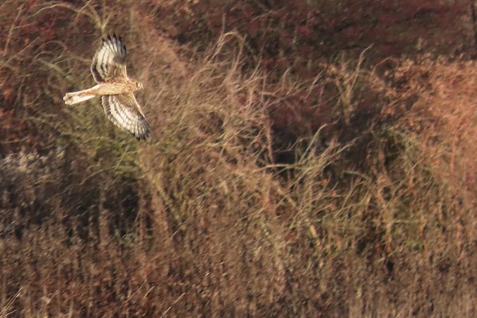 błotniak zbożowy  - Zenon Niziołek