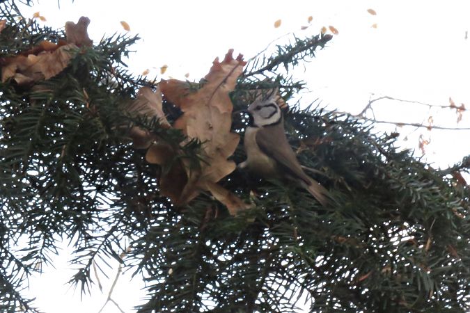 Crested Tit  - Zenon Niziołek