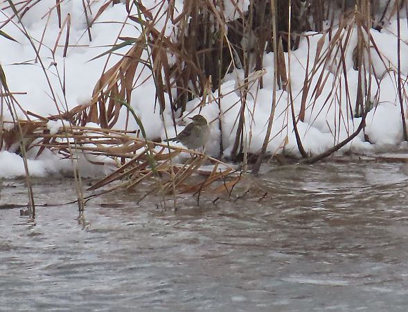 Water Pipit  - Zenon Niziołek