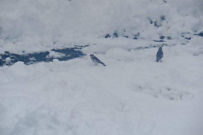 śnieguła  - Zenon Niziołek