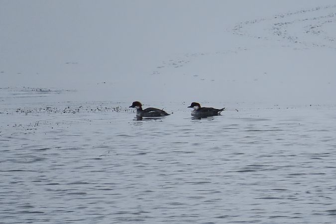 bielaczek  - Zenon Niziołek