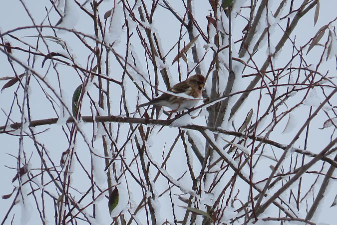 Taigabirkenzeisig  - Zenon Niziołek