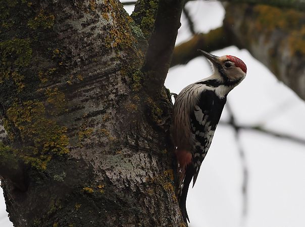 Pic à dos blanc  - Jarosław Mydlak