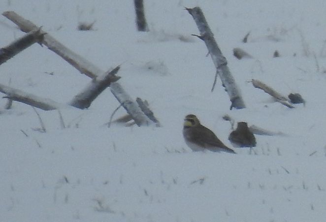 górniczek  - Jarosław Mydlak