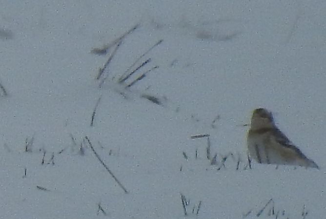 śnieguła  - Jarosław Mydlak