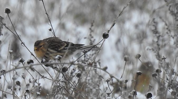 rzepołuch  - Jarosław Mydlak